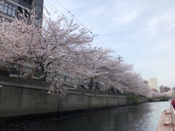 桜が散る季節にの画像